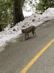 Curious Bobcat Spotted Strolling Along Trail
