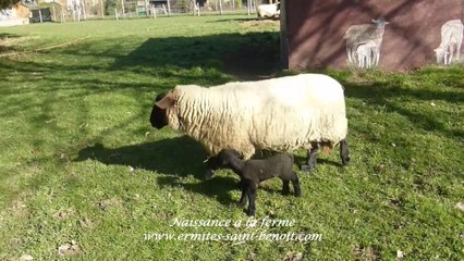 Ciné Art Loisir 2021 naissance à l’Ermitage Saint-Bède  film  Jean-Claude Guerguy