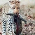 Amazing Wild Animals Attacks - Wild Animal Fights Fast Motion 1