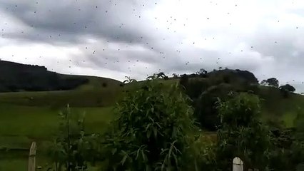 Des milliers d'araignées filmées dans le ciel brésilien...