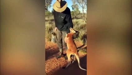 Yetim kangurudan ilginç hareket