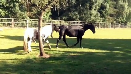 Horses - The Most Amazing Moments Ever