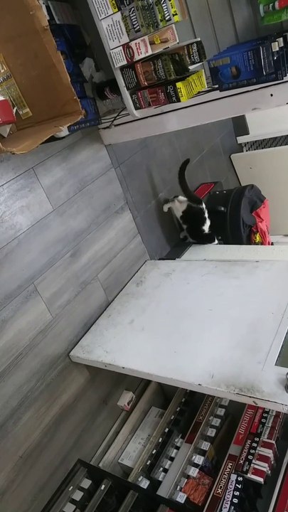 Canela The Cat - One Epic Jump