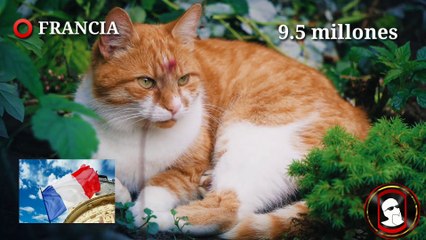 ⭕ TOP 5 ♦️PAÍSES CON MAYOR POBLACIÓN DE GATOS  ⭕⭕ COUNTRIES WITH THE LARGEST POPULATIONS OF CATS.