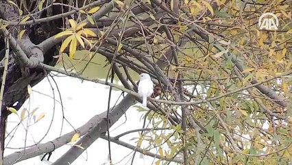 Nadir rastlanan ‘beyaz ağaç serçesi’ başkentte görüldü