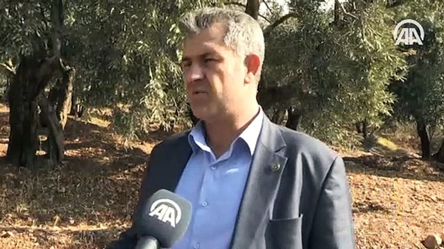 Şehit kaymakamın dünyaya tanıtmak istediği zeytinler filizlendi