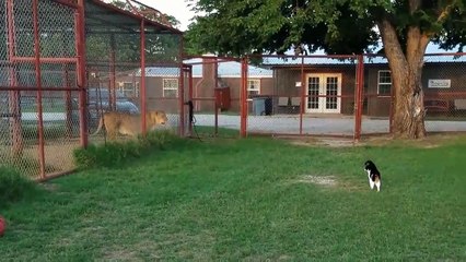 Aslana meydan okuyan cesur kedi!