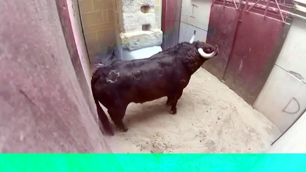 Dangerous Animal Fights - Bulls Leopards Lizards