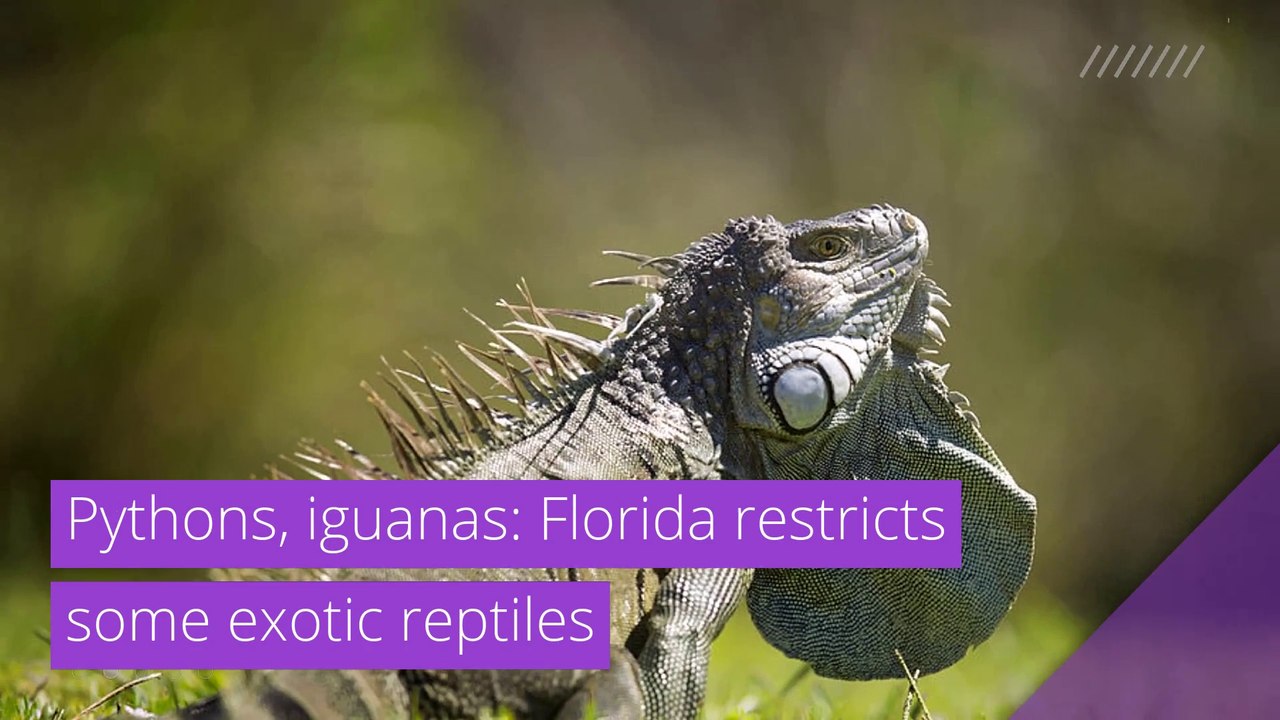 Pythons, iguanas: Florida restricts some exotic reptiles, and other top stories in strange news from March 01, 2021.