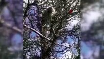 Köpeklerin saldırısından kaçan vaşak, ağaca çıkarak kurtuldu