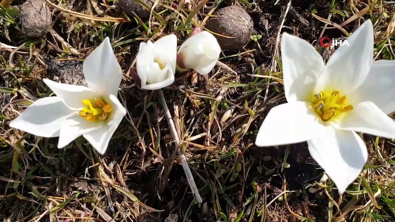 Bitlis’te kardelen ve çiğdemler çiçek açtı