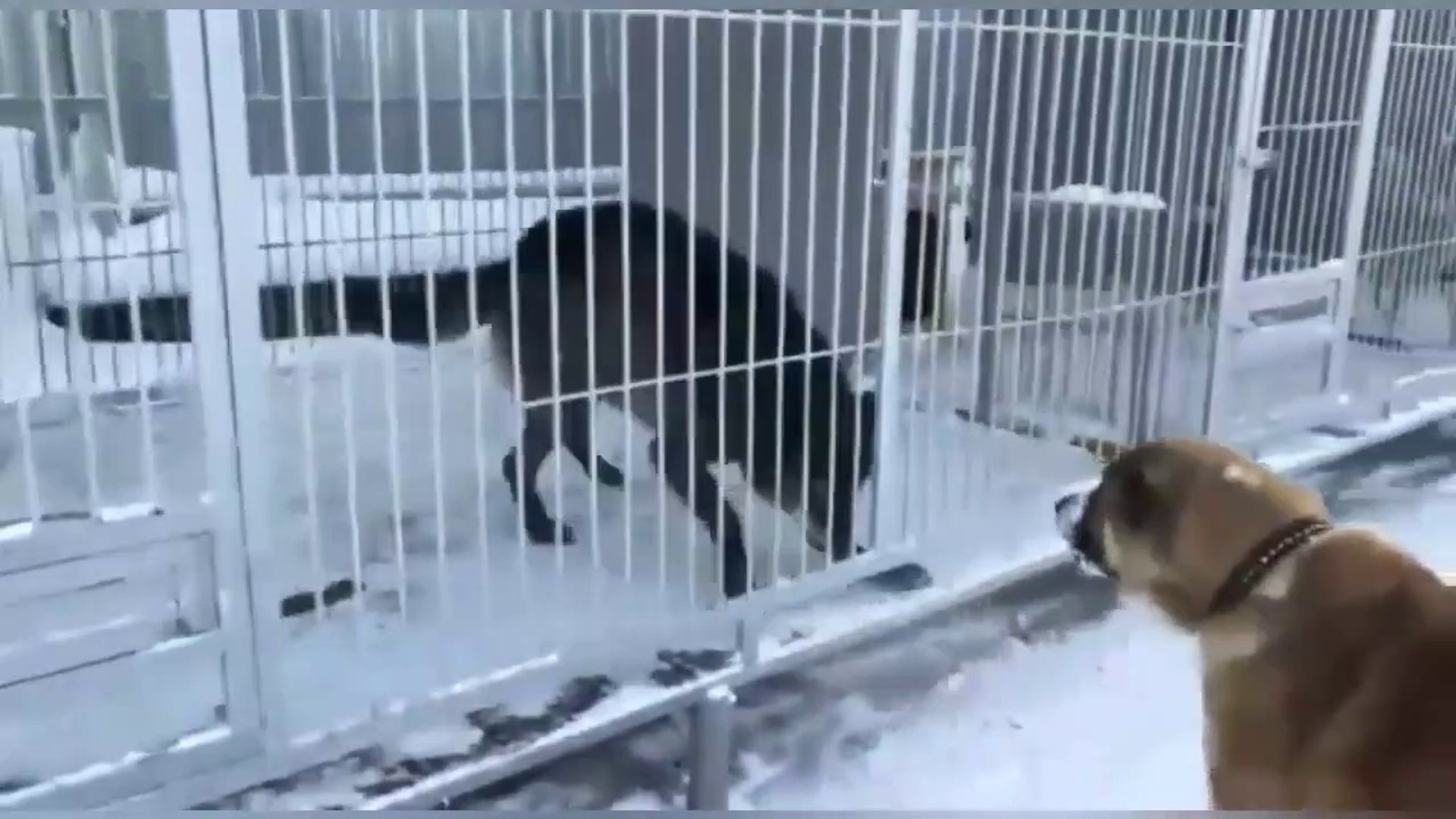 AKiTA KURTA KAFA TUTUYOR AKiTA DOG VS WOLF