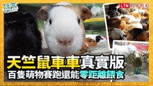 「天竺鼠車車」真實版在彰化！看百隻萌物衝刺賽跑，還能零距離餵食
