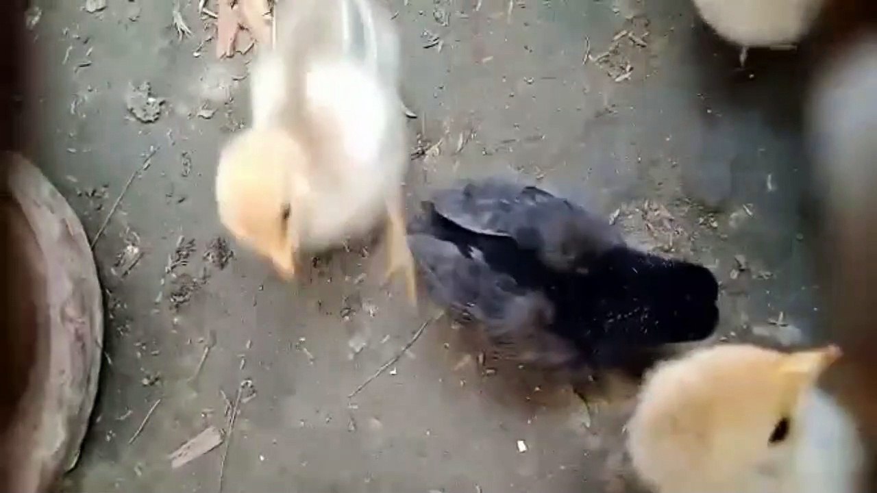 Chickens playing