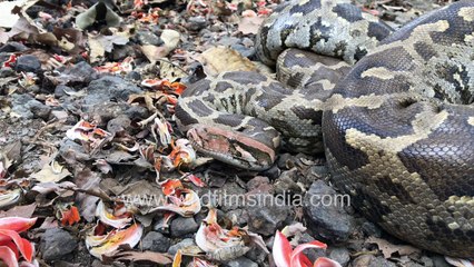 Enormous Python snake lies curled up in forest understorey, amidst Flame of the Forest dhak flowers