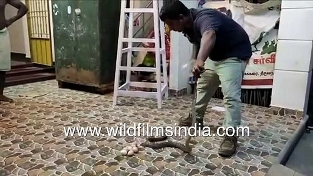King Cobra rescued from home in Tamil Nadu, India _ Venomous snake rescue