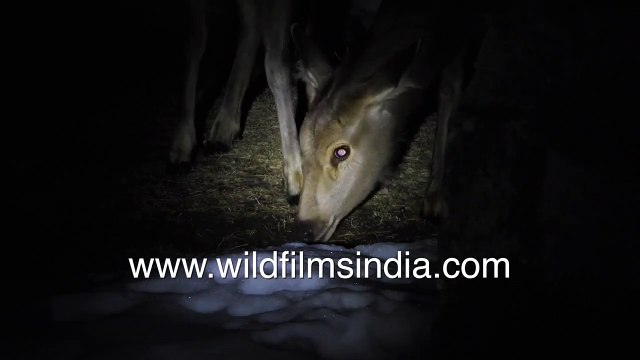 Rare view of Jerow Himalayan Sambhar never filmed before in high Himalaya, licking salt from snow