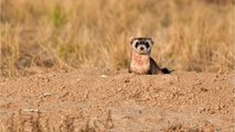 Meet Elizabeth Ann, the First Clone of an Endangered Species of Ferret 603cc5aa6d2a9135e8555472