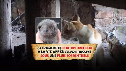 J’ai ramené ce chaton orphelin à la vie après l’avoir trouvé sous une pluie torrentielle (Texte en description)
