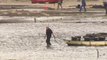 Muerte masiva de marisco en Carril por las abundantes precipitaciones