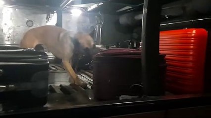 BPFron apreende drogas em ônibus durante Operação Hórus em Cascavel; Vídeo registra ação policial