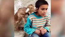 Yavru keçi, küçük çocuğun kulağını emdi