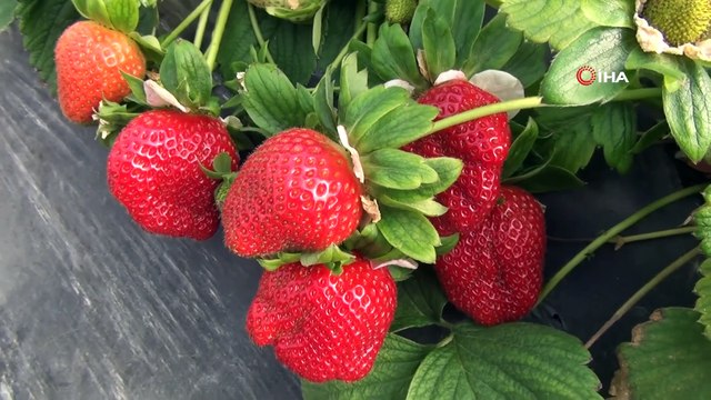 Serada Hasadı Yapılan Çilekler, Türkiye Cumhuriyeti Devletleri Ve Ortadoğu’ya İhraç Ediliyor