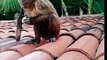 Vídeo de macaco armado com faca peixeira viraliza na web na região de Sousa