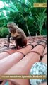 Vídeo de macaco armado com faca peixeira viraliza na web na região de Sousa