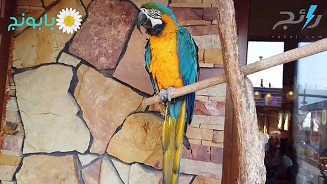 أسباب انقراض ببغاء كارولينا