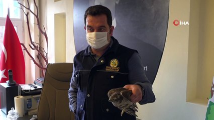 Amasya’da bahçede yaralı halde bulunan atmaca korumaya alındı