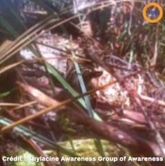 Il est persuadé d’avoir photographié le dernier tigre de Tasmanie