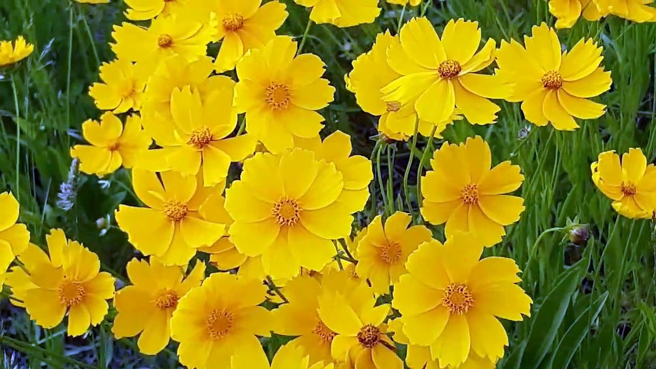 Relaxing Sleep music Deep sleeping music Relaxing music Stress relief meditation music