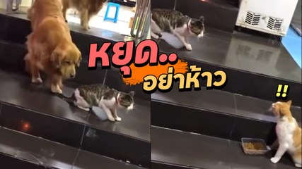 ฮาลั่น ! เมื่อเจ้าเหมียวห้าวอยากมีเรื่อง แต่โดนเจ้าตูบสกัด