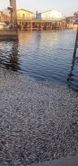 Freezing Temperatures Cause Mass Fish Kill
