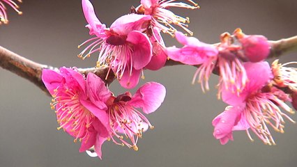 [영상] 봄비 속에 시작된 봄꽃의 아우성! / YTN