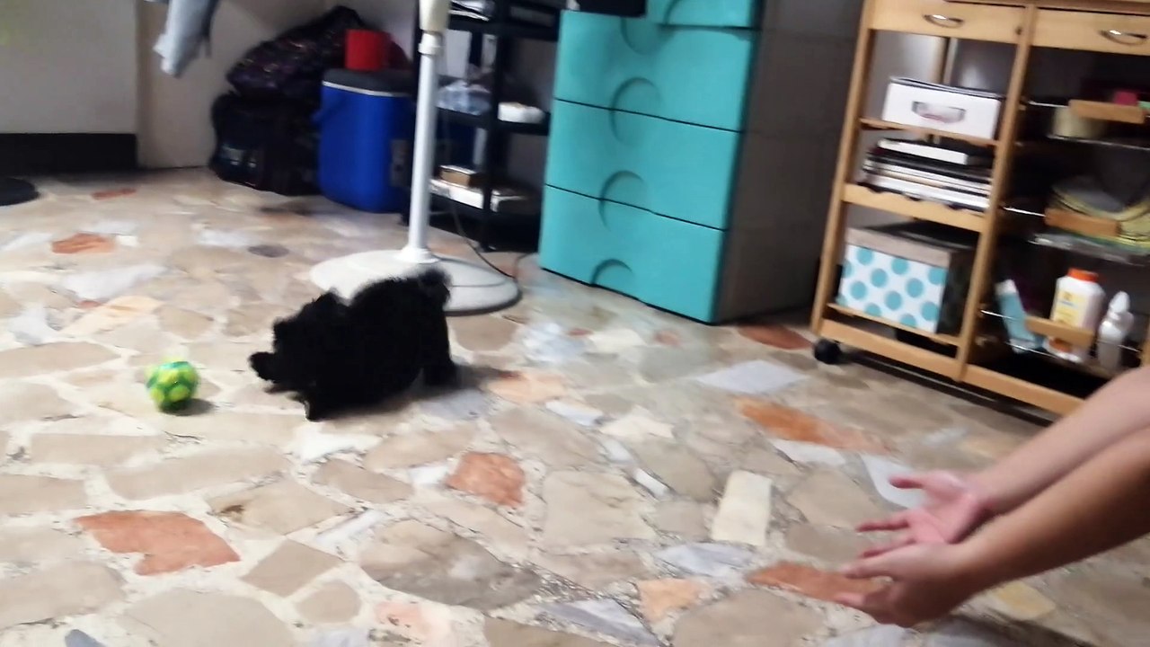 Speedy Primo