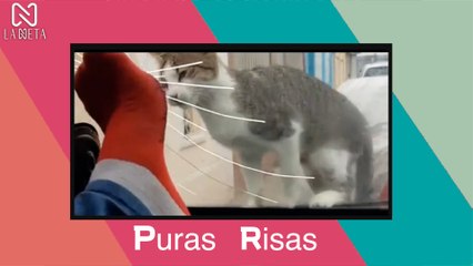 Videos De Risa 2021 nuevos en Kwai para morir de la risa