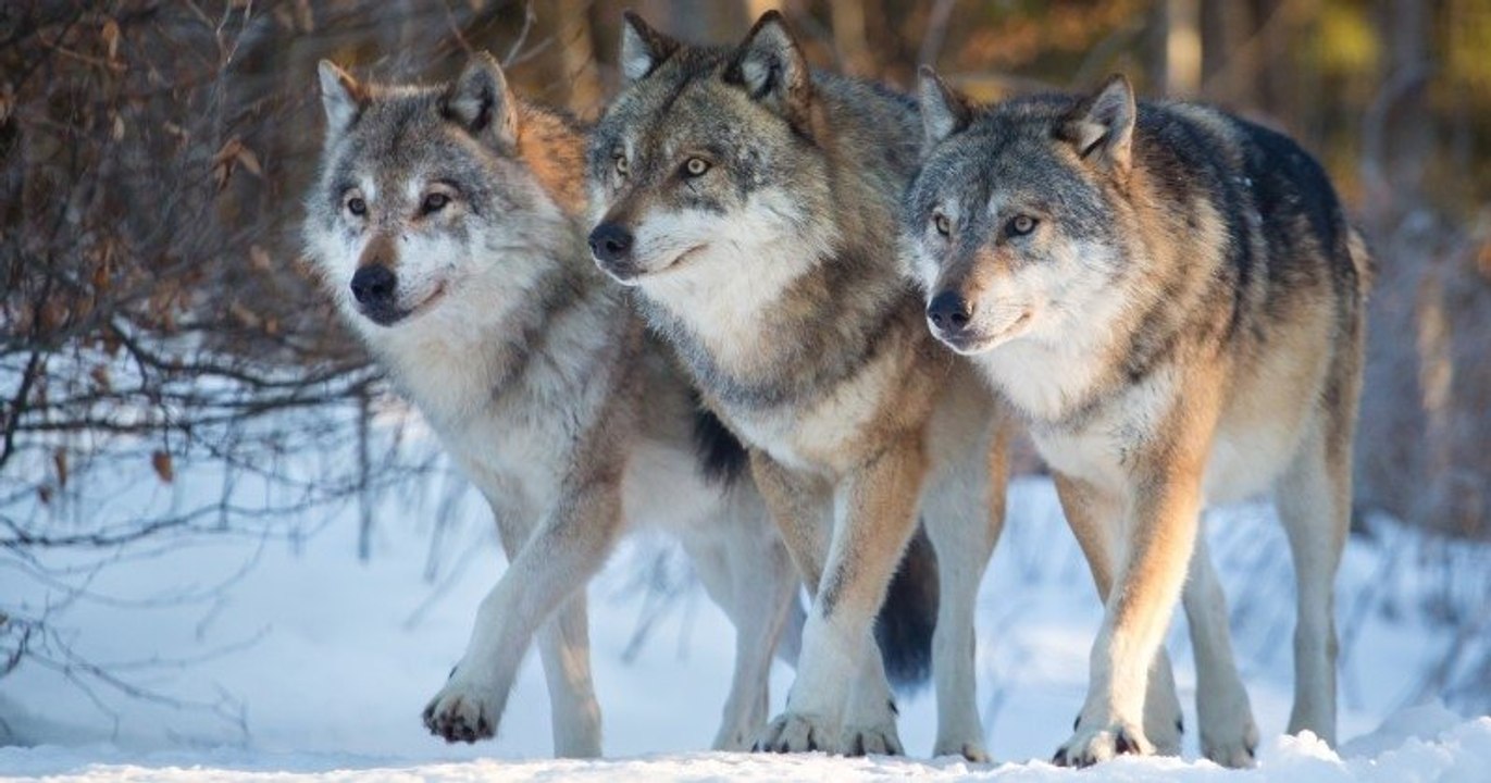 Wisconsin : la chasse au loup interrompue après l'abattage de 216 animaux en trois jours