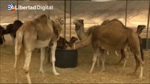 Fuerteventura busca promocionar la leche de camella, producto gourmet de lujo