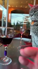Cat Keeps Mom Away From Wine