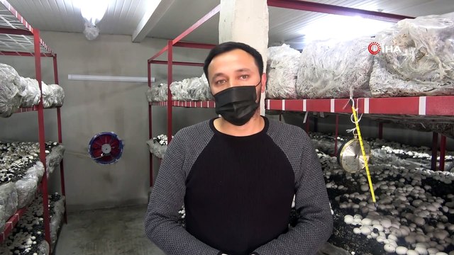Üniversiteyi bitirip köyüne döndü: Ürettiği mantarlar 'yok satıyor'