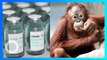 4 Orangutan dan 5 Bonobo Jadi Hewan Primata Pertama yang Divaksin Covid-19 - TomoNews