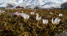 Muş Ovası’nda kardelen güzelliği