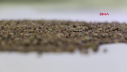 Veganlar için besin kaynağı olacak kenevirden süt üretildi