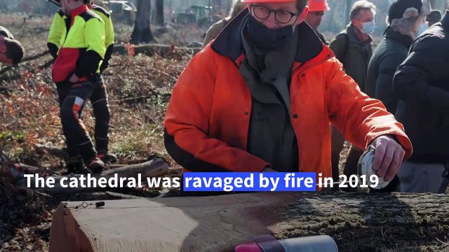 Trees selected for Notre Dame cathedral spire reconstruction