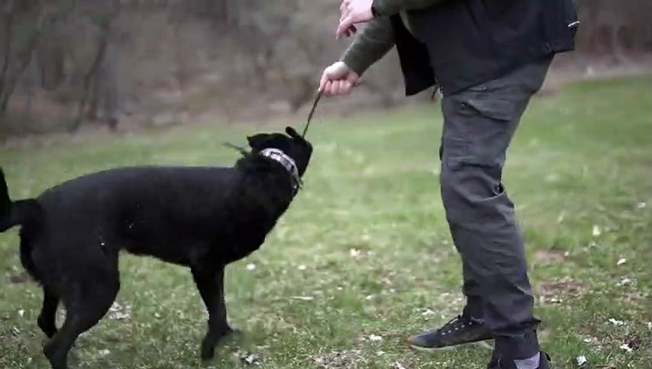 HOW TO GET YOUR DOG TO BEHAVE ANYWHERE!