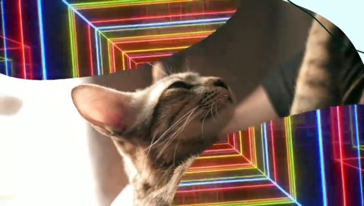 Cute Animals + Relaxing Music = Wonderful Day