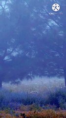 momin ka dil kis se nahi bharta | peer zulfiqar ahmad naqshbandi db