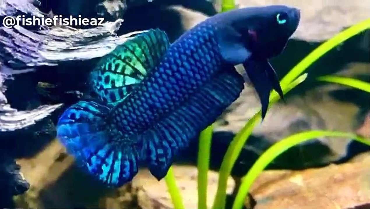 A Great And Rare Wild Betta Fish "Betta Hendra"